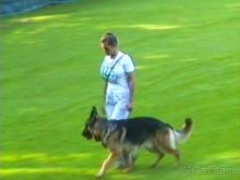 Поездка в Германию на автомобиле с немецкой овчаркой. Часть 4. Первый день Зигера в Карлсруэ