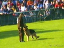 Поездка в Германию на автомобиле с немецкой овчаркой. Часть 4. Первый день Зигера в Карлсруэ