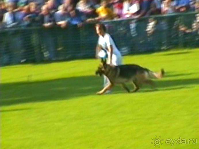 Поездка в Германию на автомобиле с немецкой овчаркой. Часть 4. Первый день Зигера в Карлсруэ