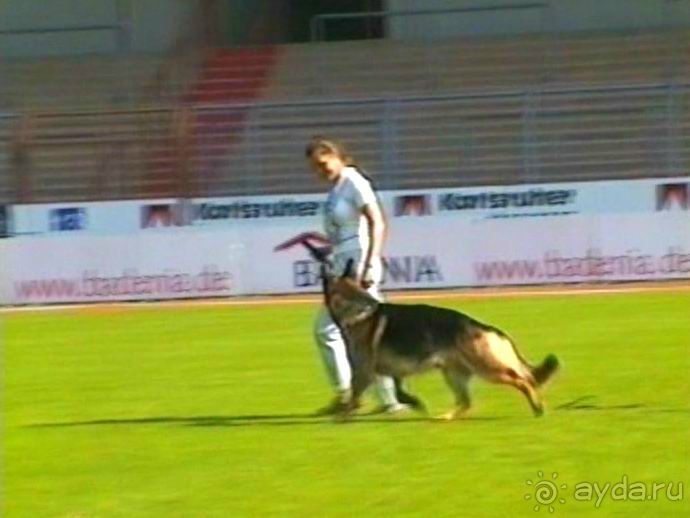 Поездка в Германию на автомобиле с немецкой овчаркой. Часть 4. Первый день Зигера в Карлсруэ