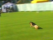 Поездка в Германию на автомобиле с немецкой овчаркой. Часть 4. Первый день Зигера в Карлсруэ