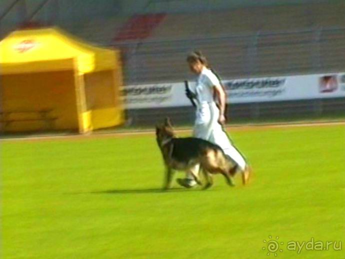 Поездка в Германию на автомобиле с немецкой овчаркой. Часть 4. Первый день Зигера в Карлсруэ