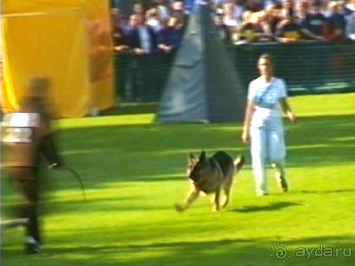 Поездка в Германию на автомобиле с немецкой овчаркой. Часть 4. Первый день Зигера в Карлсруэ