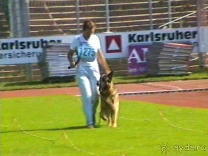 Поездка в Германию на автомобиле с немецкой овчаркой. Часть 4. Первый день Зигера в Карлсруэ