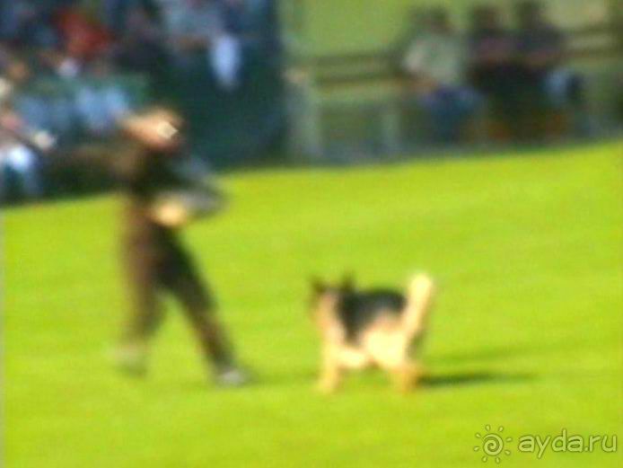 Поездка в Германию на автомобиле с немецкой овчаркой. Часть 4. Первый день Зигера в Карлсруэ