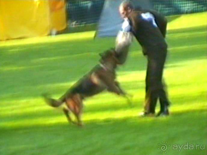 Поездка в Германию на автомобиле с немецкой овчаркой. Часть 4. Первый день Зигера в Карлсруэ