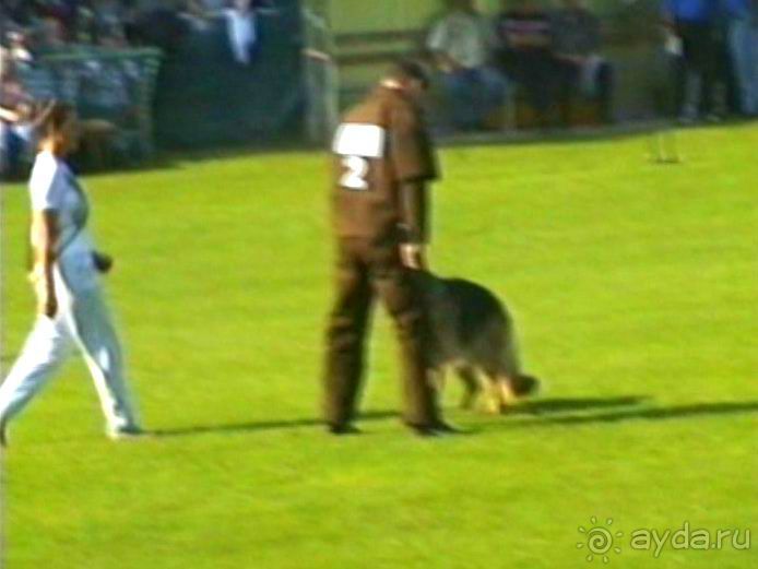 Поездка в Германию на автомобиле с немецкой овчаркой. Часть 4. Первый день Зигера в Карлсруэ
