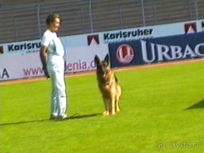 Поездка в Германию на автомобиле с немецкой овчаркой. Часть 4. Первый день Зигера в Карлсруэ