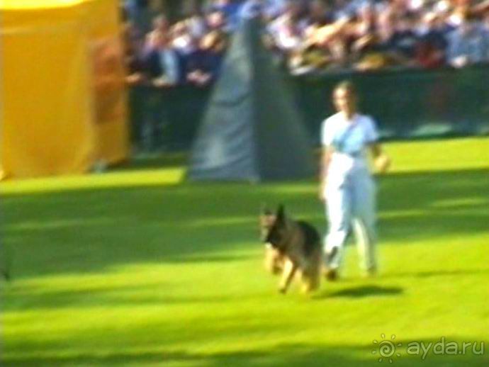 Поездка в Германию на автомобиле с немецкой овчаркой. Часть 4. Первый день Зигера в Карлсруэ