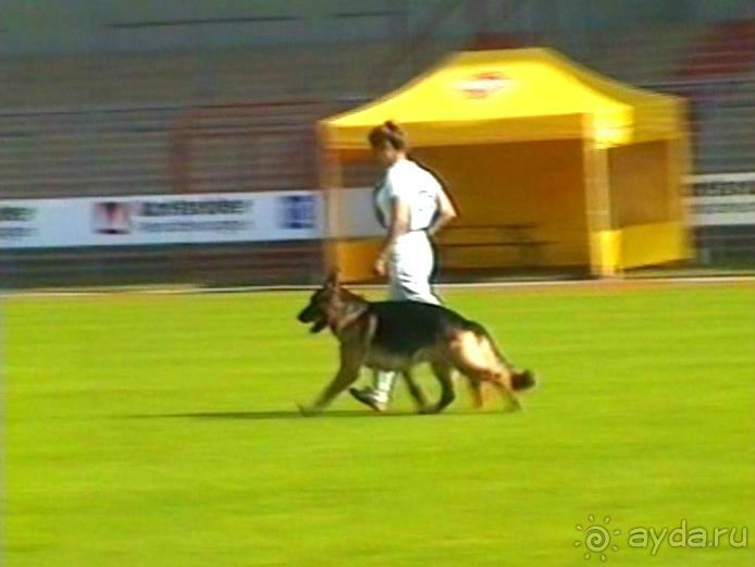 Поездка в Германию на автомобиле с немецкой овчаркой. Часть 4. Первый день Зигера в Карлсруэ