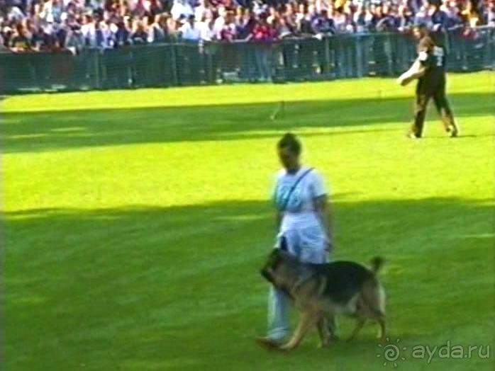 Поездка в Германию на автомобиле с немецкой овчаркой. Часть 4. Первый день Зигера в Карлсруэ