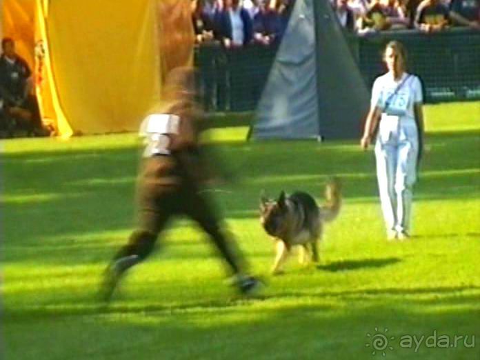 Поездка в Германию на автомобиле с немецкой овчаркой. Часть 4. Первый день Зигера в Карлсруэ