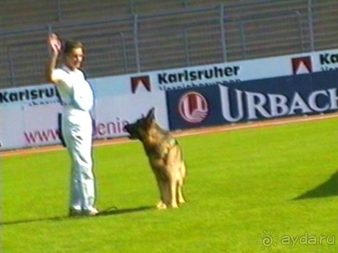 Поездка в Германию на автомобиле с немецкой овчаркой. Часть 4. Первый день Зигера в Карлсруэ