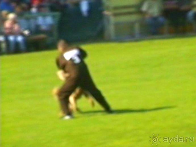 Поездка в Германию на автомобиле с немецкой овчаркой. Часть 4. Первый день Зигера в Карлсруэ