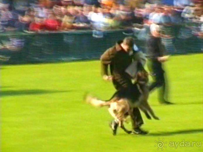 Поездка в Германию на автомобиле с немецкой овчаркой. Часть 4. Первый день Зигера в Карлсруэ