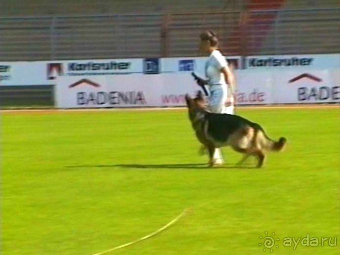 Поездка в Германию на автомобиле с немецкой овчаркой. Часть 4. Первый день Зигера в Карлсруэ
