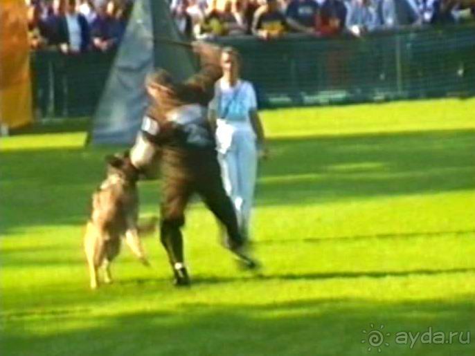 Поездка в Германию на автомобиле с немецкой овчаркой. Часть 4. Первый день Зигера в Карлсруэ