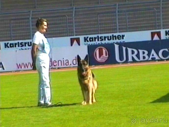 Поездка в Германию на автомобиле с немецкой овчаркой. Часть 4. Первый день Зигера в Карлсруэ