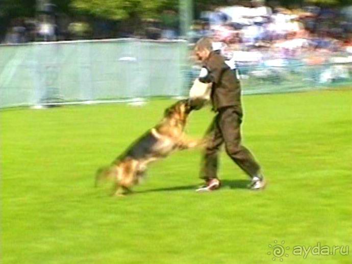 Поездка в Германию на автомобиле с немецкой овчаркой. Часть 4. Первый день Зигера в Карлсруэ