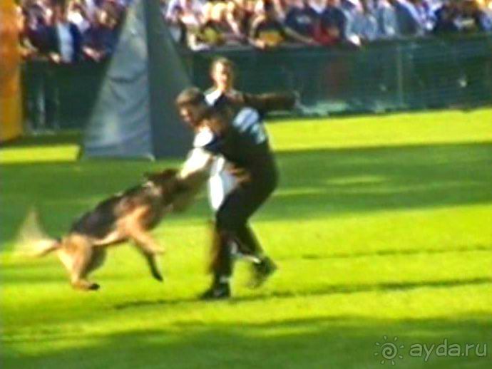 Поездка в Германию на автомобиле с немецкой овчаркой. Часть 4. Первый день Зигера в Карлсруэ