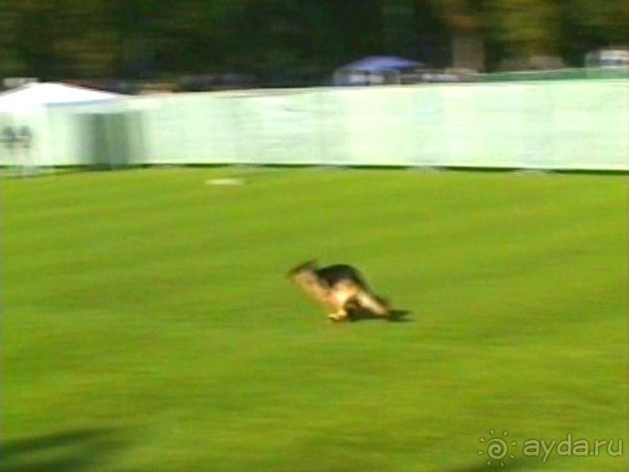 Поездка в Германию на автомобиле с немецкой овчаркой. Часть 4. Первый день Зигера в Карлсруэ