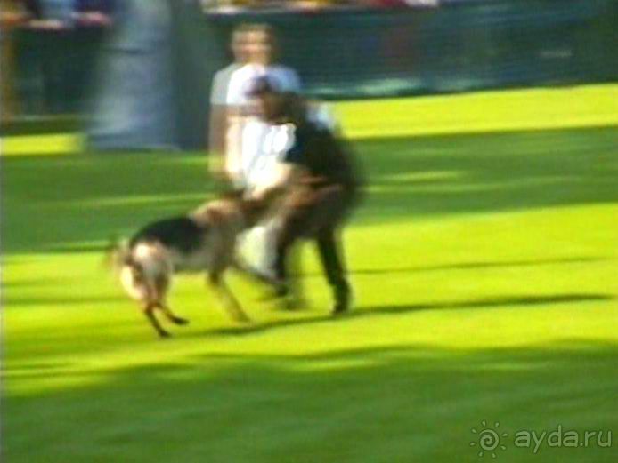 Поездка в Германию на автомобиле с немецкой овчаркой. Часть 4. Первый день Зигера в Карлсруэ