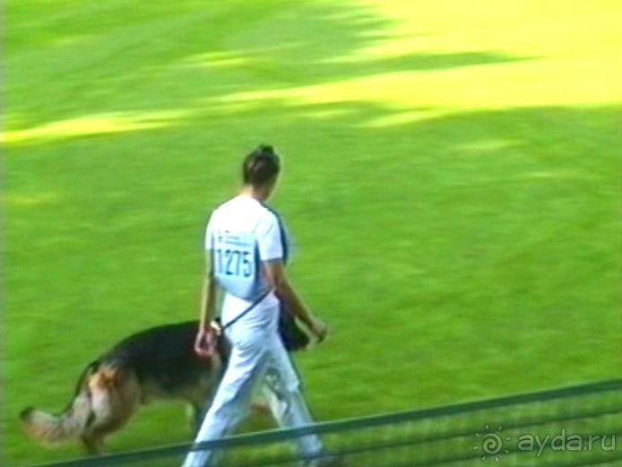 Поездка в Германию на автомобиле с немецкой овчаркой. Часть 4. Первый день Зигера в Карлсруэ