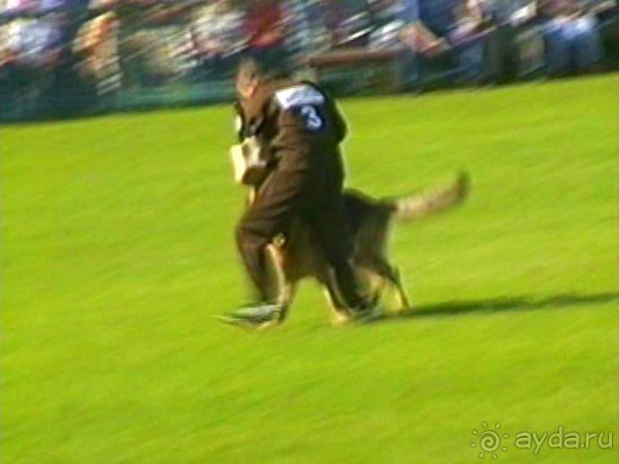 Поездка в Германию на автомобиле с немецкой овчаркой. Часть 4. Первый день Зигера в Карлсруэ