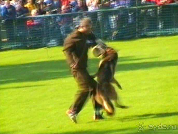 Поездка в Германию на автомобиле с немецкой овчаркой. Часть 4. Первый день Зигера в Карлсруэ