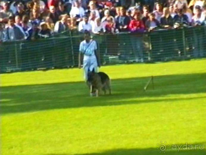 Поездка в Германию на автомобиле с немецкой овчаркой. Часть 4. Первый день Зигера в Карлсруэ