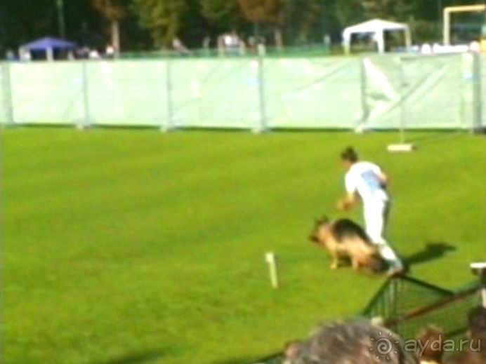 Поездка в Германию на автомобиле с немецкой овчаркой. Часть 4. Первый день Зигера в Карлсруэ