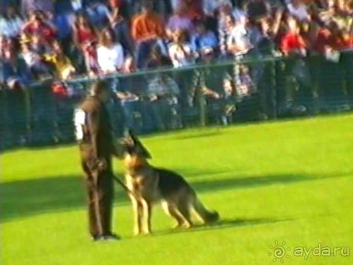 Поездка в Германию на автомобиле с немецкой овчаркой. Часть 4. Первый день Зигера в Карлсруэ