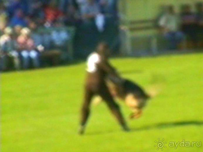 Поездка в Германию на автомобиле с немецкой овчаркой. Часть 4. Первый день Зигера в Карлсруэ