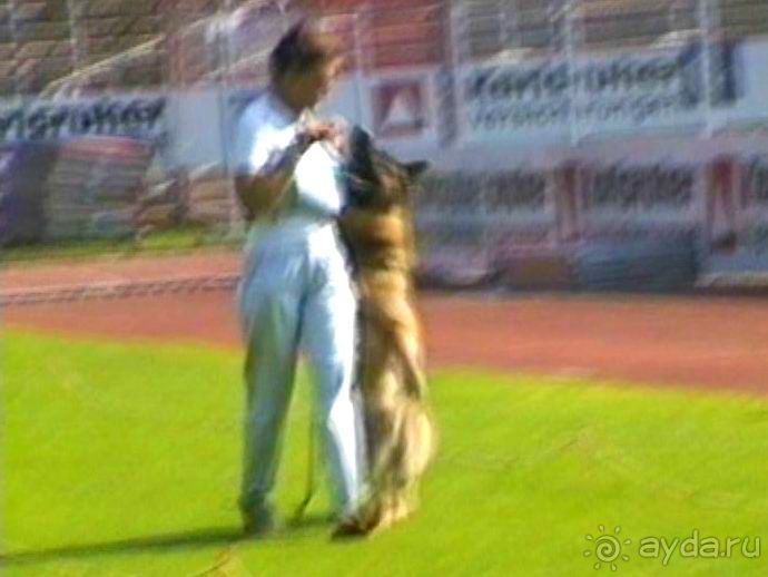 Поездка в Германию на автомобиле с немецкой овчаркой. Часть 4. Первый день Зигера в Карлсруэ