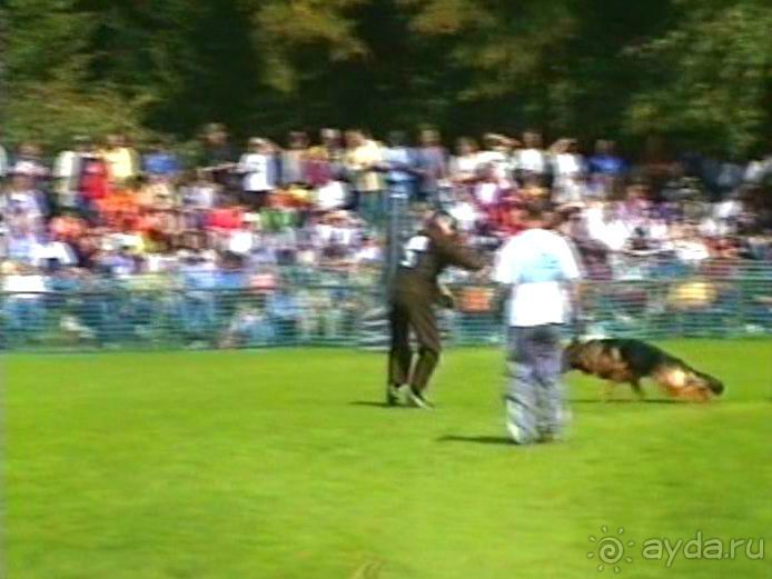 Поездка в Германию на автомобиле с немецкой овчаркой. Часть 4. Первый день Зигера в Карлсруэ