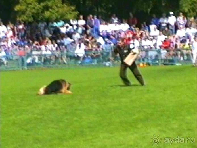 Поездка в Германию на автомобиле с немецкой овчаркой. Часть 4. Первый день Зигера в Карлсруэ