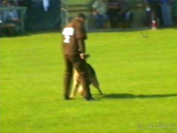 Поездка в Германию на автомобиле с немецкой овчаркой. Часть 4. Первый день Зигера в Карлсруэ