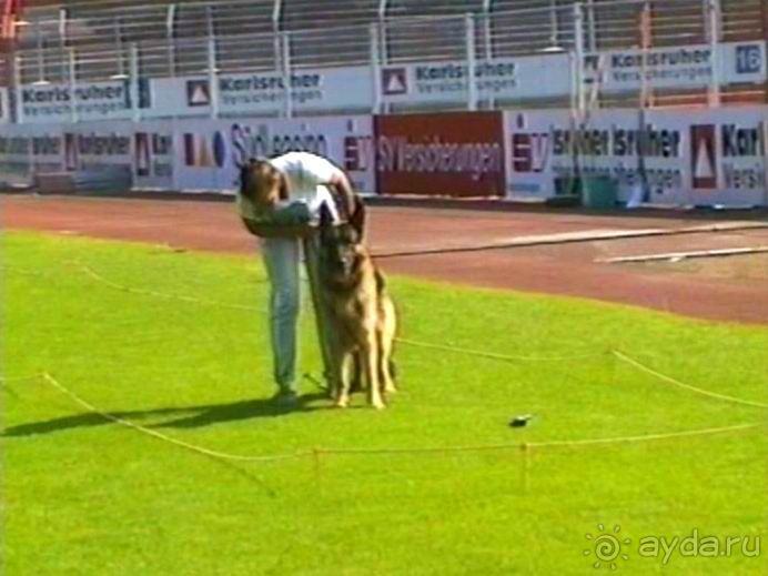 Поездка в Германию на автомобиле с немецкой овчаркой. Часть 4. Первый день Зигера в Карлсруэ