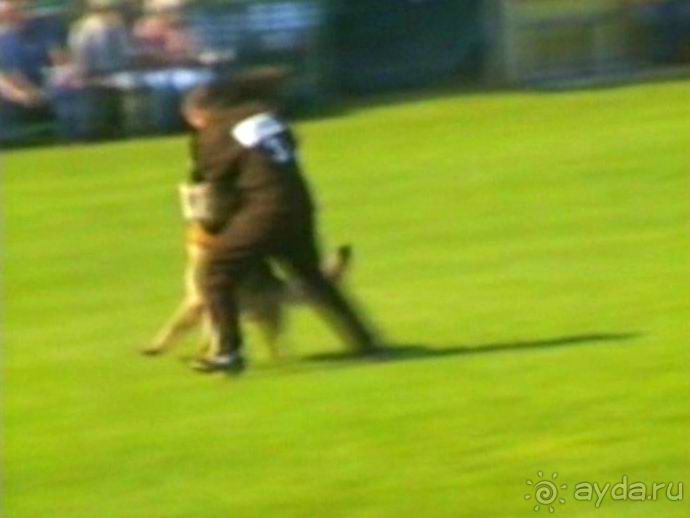 Поездка в Германию на автомобиле с немецкой овчаркой. Часть 4. Первый день Зигера в Карлсруэ