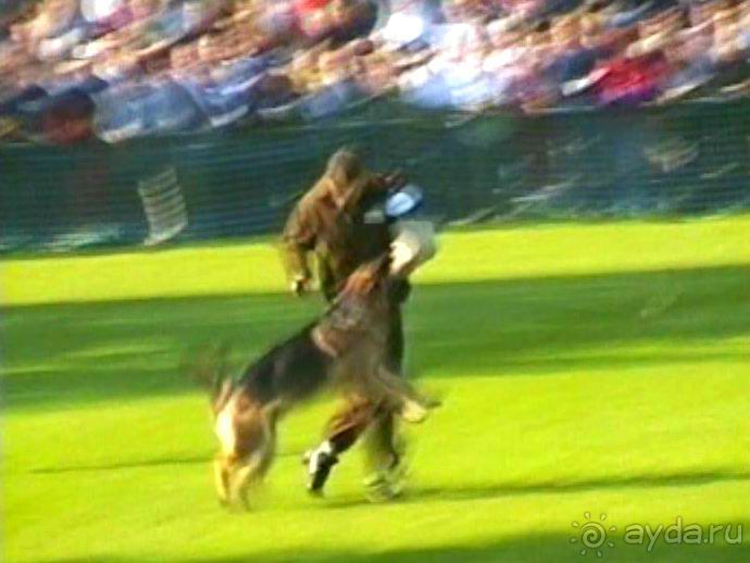 Поездка в Германию на автомобиле с немецкой овчаркой. Часть 4. Первый день Зигера в Карлсруэ