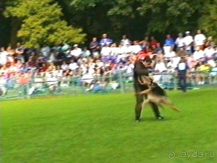 Поездка в Германию на автомобиле с немецкой овчаркой. Часть 4. Первый день Зигера в Карлсруэ