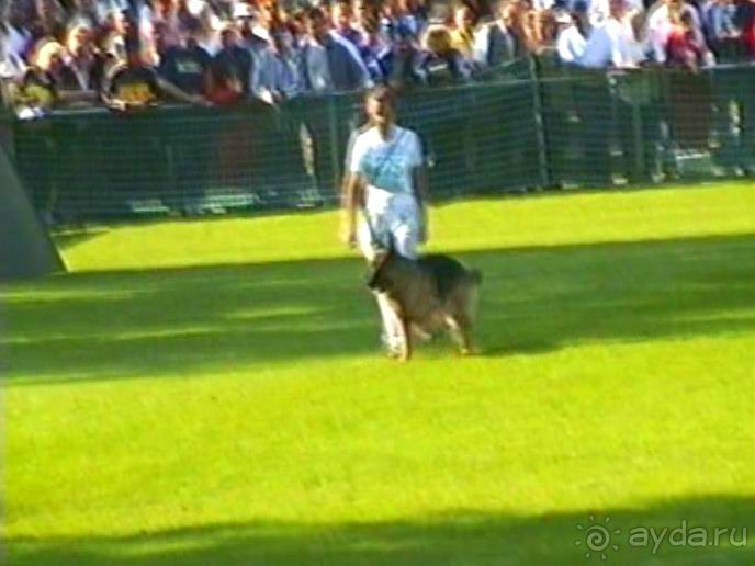 Поездка в Германию на автомобиле с немецкой овчаркой. Часть 4. Первый день Зигера в Карлсруэ