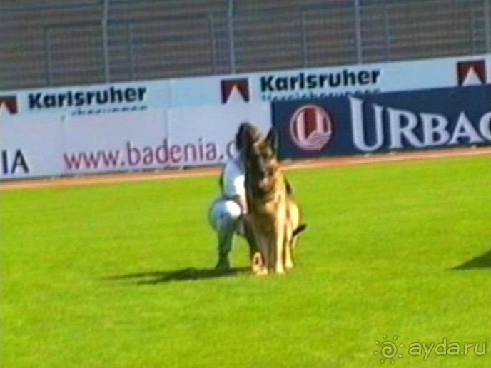 Поездка в Германию на автомобиле с немецкой овчаркой. Часть 4. Первый день Зигера в Карлсруэ