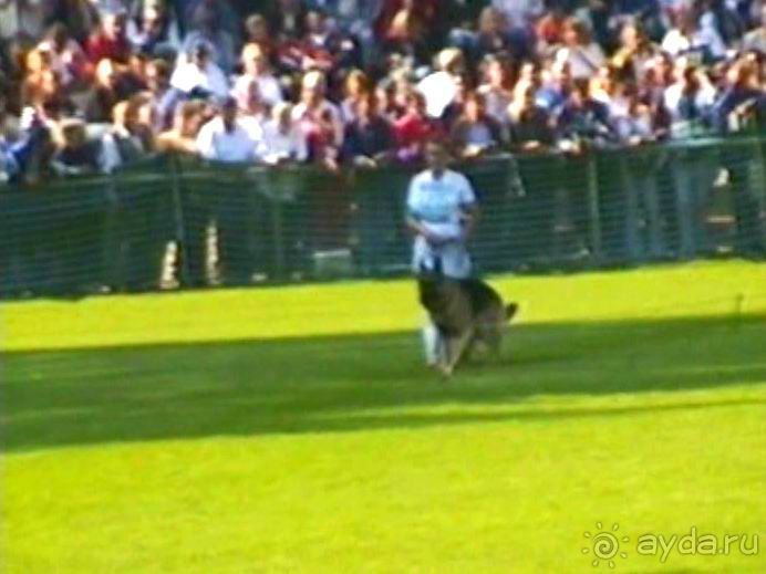 Поездка в Германию на автомобиле с немецкой овчаркой. Часть 4. Первый день Зигера в Карлсруэ