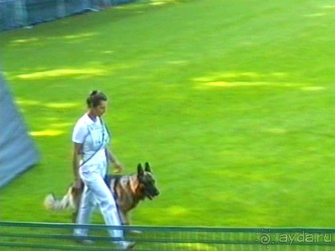 Поездка в Германию на автомобиле с немецкой овчаркой. Часть 4. Первый день Зигера в Карлсруэ