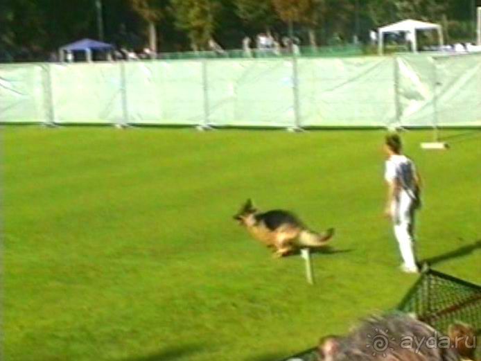 Поездка в Германию на автомобиле с немецкой овчаркой. Часть 4. Первый день Зигера в Карлсруэ