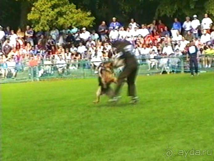 Поездка в Германию на автомобиле с немецкой овчаркой. Часть 4. Первый день Зигера в Карлсруэ