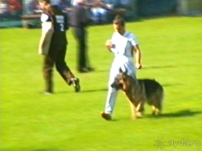 Поездка в Германию на автомобиле с немецкой овчаркой. Часть 4. Первый день Зигера в Карлсруэ