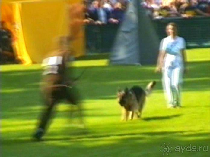 Поездка в Германию на автомобиле с немецкой овчаркой. Часть 4. Первый день Зигера в Карлсруэ