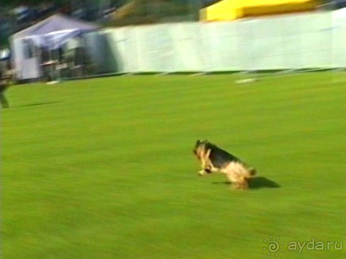 Поездка в Германию на автомобиле с немецкой овчаркой. Часть 4. Первый день Зигера в Карлсруэ